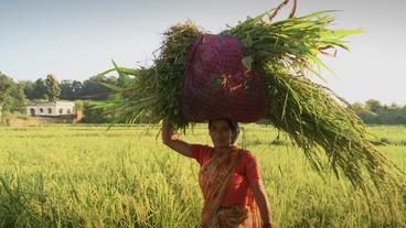 Eine Frau trägt ein Bündel Getreide auf dem Kopf