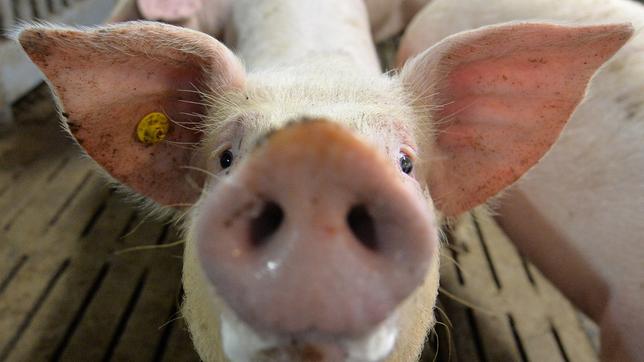 Bild: picture alliance/Carmen Jaspersen Mastschwein