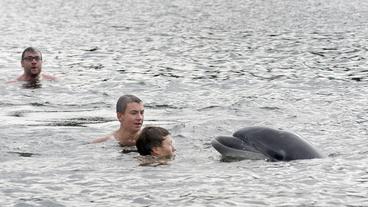 Bild: dpa Menschen schwimmen mit Delfinen