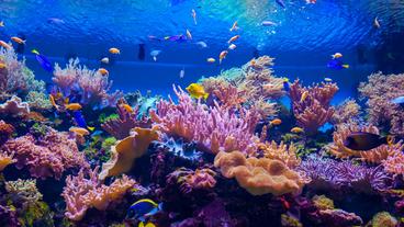 Bild: Colourbox Unterwasserfauna an einem Korallenriff
