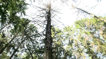 Bild: MDR/ttt Wald
