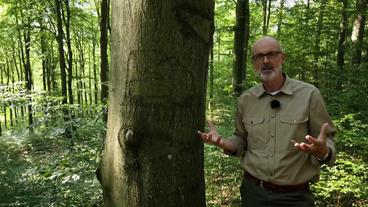 Bild: MDR/ttt Wald