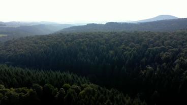 Bild: MDR/ttt Wald