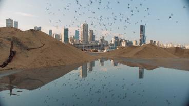 Tauben über dem Explosionskrater im Beiruter Hafen