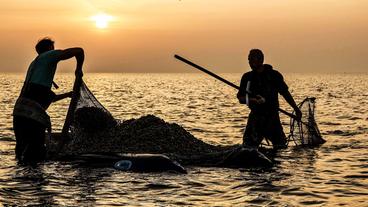 Bild: Windmill Film Fischfang im Wattenmeer