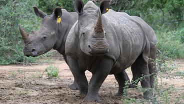 Bild: dpa/Kristin Palitza Zwei Breitmaulnashörner in einem Naturschutzreservat in Südafrika