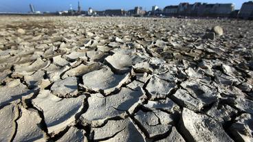 Bild: WDR / dpa Ausgetrocknetes Rheinufer