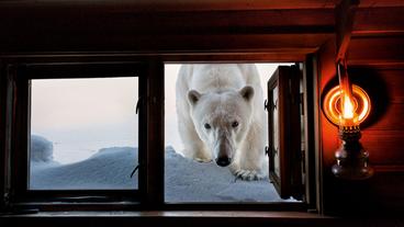 Bild: © 2018 Paul Nicklen. www.sealegacy.org Ein Eisbär blickt durch ein Fenster