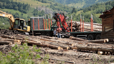 Bild: film delights Blick auf Arbeitrende bei einer Holzrodung.
