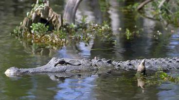 Ein Alligator nimmt ein Sonnenbad