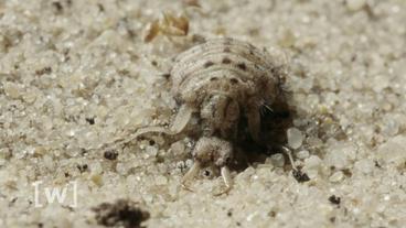 Ameisenlöwe im Senne-Sand