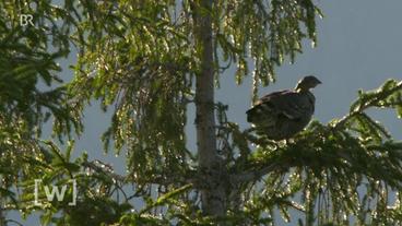Ein Birkhuhn sitzt auf einem Baum