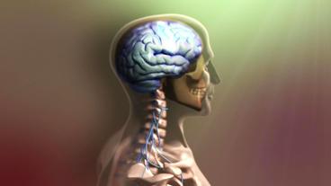 Ein Blick auf das animierte Gehirn und den hier leuchtenden Gyrus Präfrontalis.