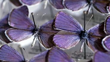 Blaue Schmetterlinge aufgenadelt in einem Schaukasten