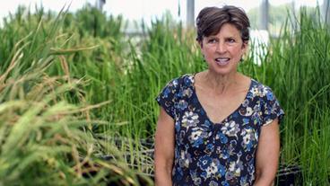 Bild: SWR Pamela Ronald forscht an Reis.