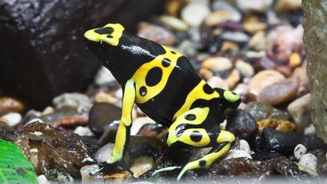 Bild: Colourbox Pfeilgiftfrosch