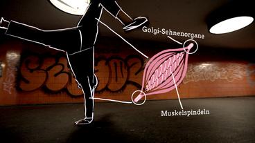 Bild: WDR Artist macht Handstand sowie eine Grafik von Muskelspindeln und Golgi-Sehnenorgane