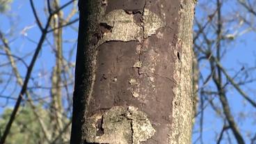 Rußrindenpilz an einem Baumstamm