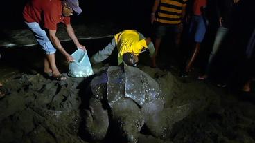 Bild: BR Eine Schildkröte legt Eier am Strand