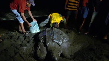 Eine Schildkröte legt Eier am Strand