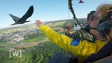 Eine Ziehmutter streckt ihre Hand nach einem fliegendem Waldrapp aus