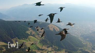 Fliegende Waldrappe vor der Alpenkulisse