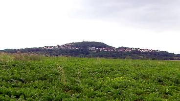 Bild: SWR Grüner Acker