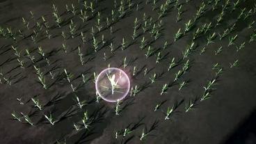 Ackerfuchsschwanz in einer Blase auf einem Feld (Grafik)