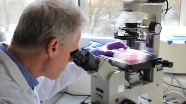 Bild: BR Wissenschaftler im Labor blickt durch Mikroskop