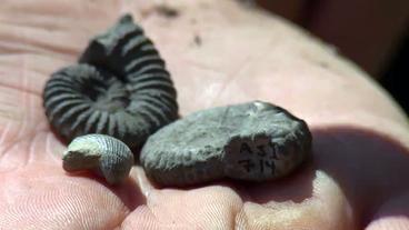 Ammoniten in einer Hand
