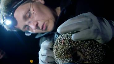 Bild: HR Dr. Anne Berger vom Leibniz-Institut für Zoo- und Wildtierforschung untersucht einen Igel.