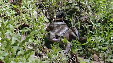 Bild: BR Antillen-Ochsenfrosch