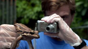 Bild: BR Daniel Nicholson fotografiert einen Antillen-Ochsenfrosch
