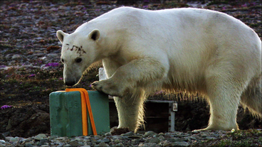 Eisbär