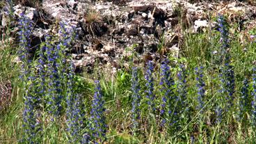 Bild: BR Blumen auf einer Wiese.