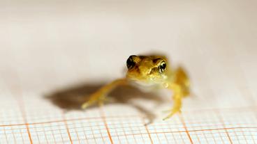 Bild: BR Grasfrosch