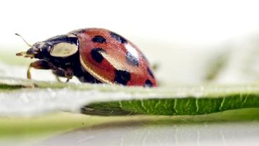 Insekten in der Forschung - W wie Wissen - ARD | Das Erste