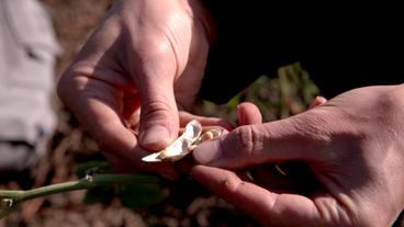 Bild: NDR Soja in der Hand eines Mannes