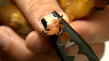 Bild: NDR Beringung eines Vogels
