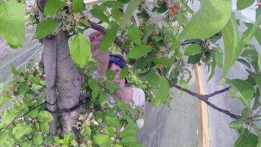 Bild: SWR Handbestäubung eines Apfelbaumes