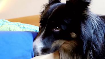 Bild: HR Bettwanzensuchhund Fosco