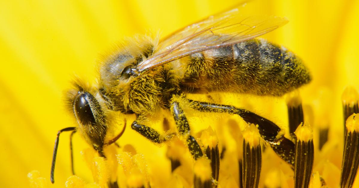 Artgerechter Bau Fur Bienen W Wie Wissen Ard Das Erste