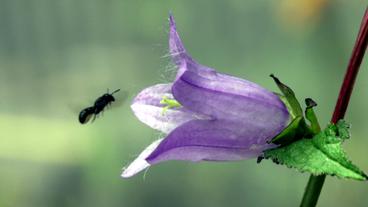 Bild: Bilderfest GmbH Eine Scherenbiene im Anflug auf Glockenblume.
