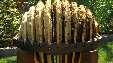 Bild: BR Kugelförmiger Bienenstock mit Honigbienen