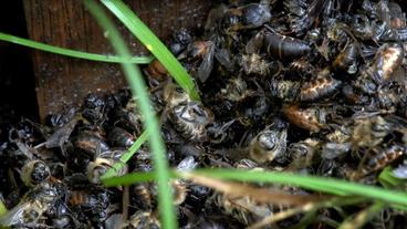 Bild: SWR Tote Honigbienen