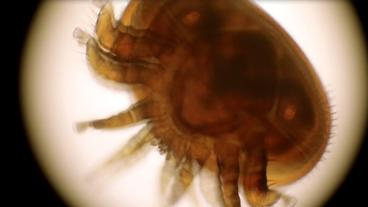 Bild: SWR Varroa-Milbe