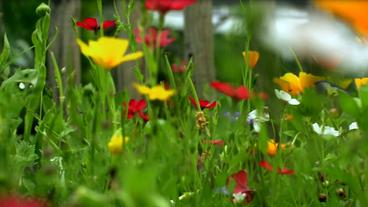 Bild: SWR Blumenwiese