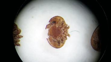 Eine Varoa-Milbe vergrößert unter einem Mikoskop