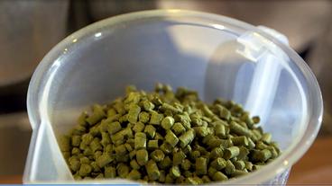 Bild: BR Pellets des Hopfens „Nelson Sauvin“ werden abgewogen.