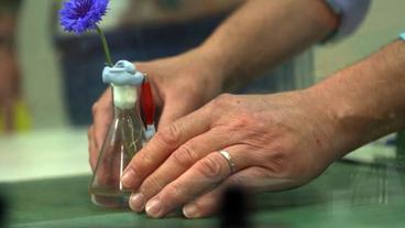 Bild: NDR Eine verkabelte Blume in einer Vase.